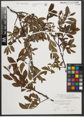 Foto von Salix waldsteiniana Willd.